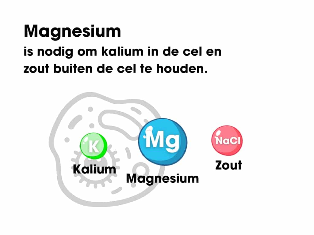 Magnesium v2