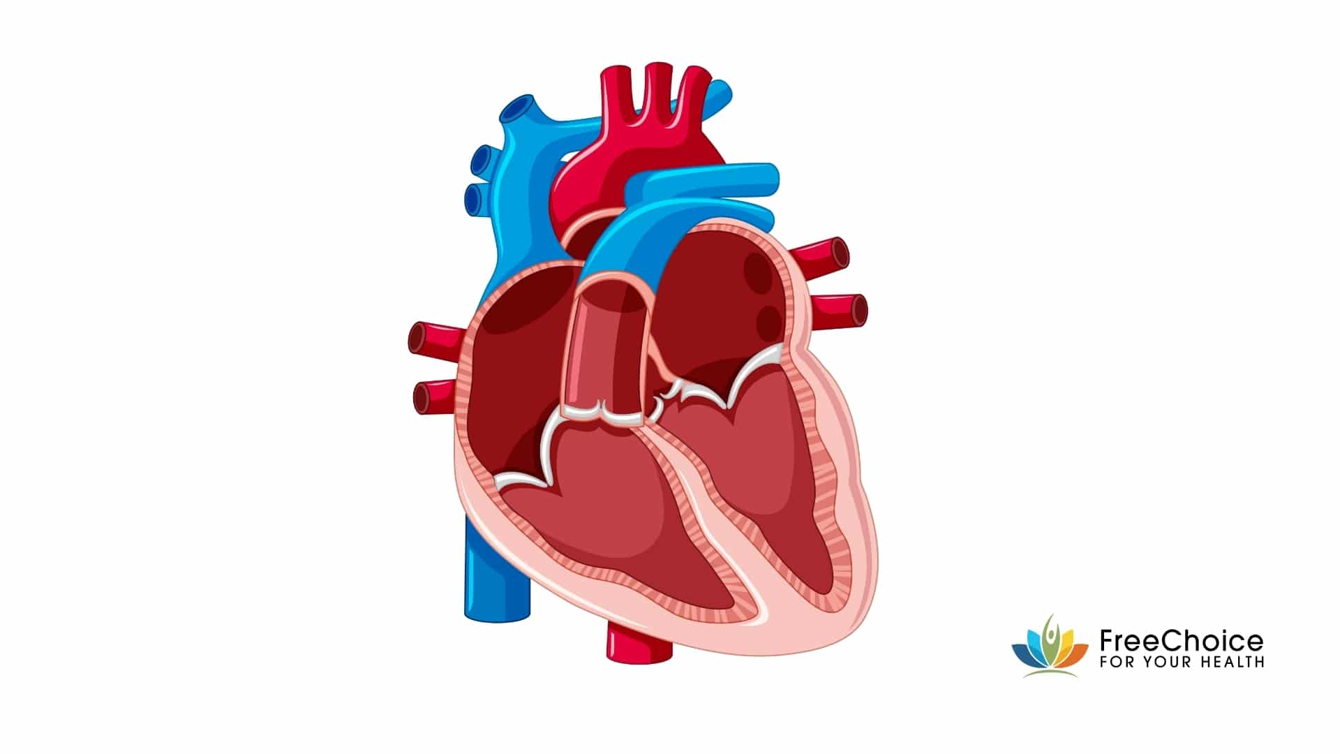 heart kamers