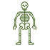 Skelet